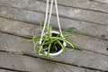 Bonnie Spider Plant Live Houseplant 4.5 Inch Pot, Curly Foliage, Chlorophytum comosum, Indoor Tropical Plant
