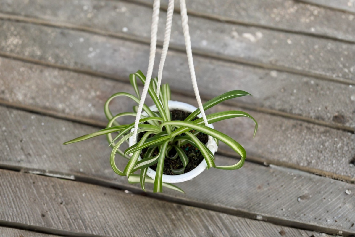 Bonnie Spider Plant Live Houseplant 4.5 Inch Pot, Curly Foliage, Chlorophytum comosum, Indoor Tropical Plant