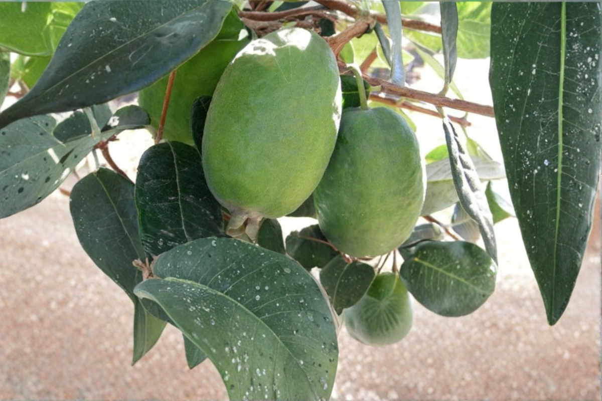 Kakariki Pineapple Guava Live Plant | 1 Gallon Pot | Edible Fruit Shrub | Acca sellowiana | Evergreen Garden Plant