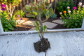 Live Money Plant Starter Plant Bare Root Epipremnum aureum Indoor Outdoor Foliage Plant