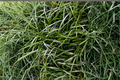 Bare Root Mondo Grass Plugs – Ground Cover Border Plant – Ophiopogon japonicus – Low-Maintenance Ornamental Perennial