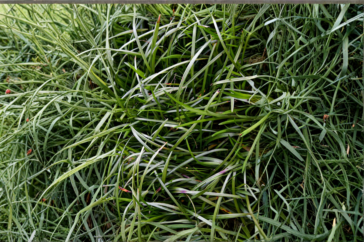 Bare Root Mondo Grass Plugs – Ground Cover Border Plant – Ophiopogon japonicus – Low-Maintenance Ornamental Perennial