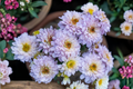 Pink King Chrysanthemum Live Plant – Bare Root Starter, Ornamental Flowering Plant, Lilac-Pink Blooms, 6–11 Inches Tall
