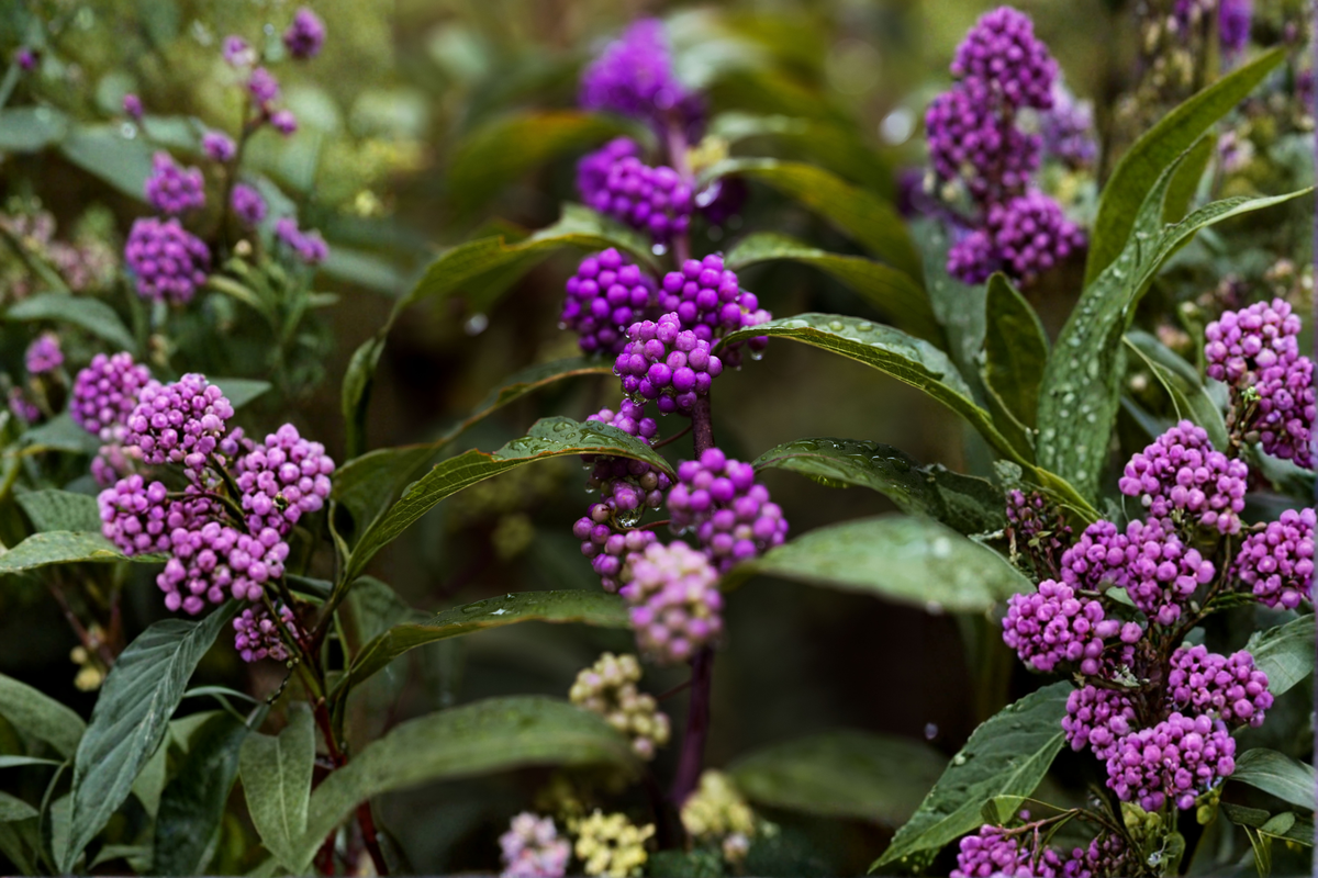 Purple American Beautyberry Live Plant – 1-2 Ft Bare Root Shrub with Vibrant Purple Berries – Callicarpa americana Native Ornamental Plant