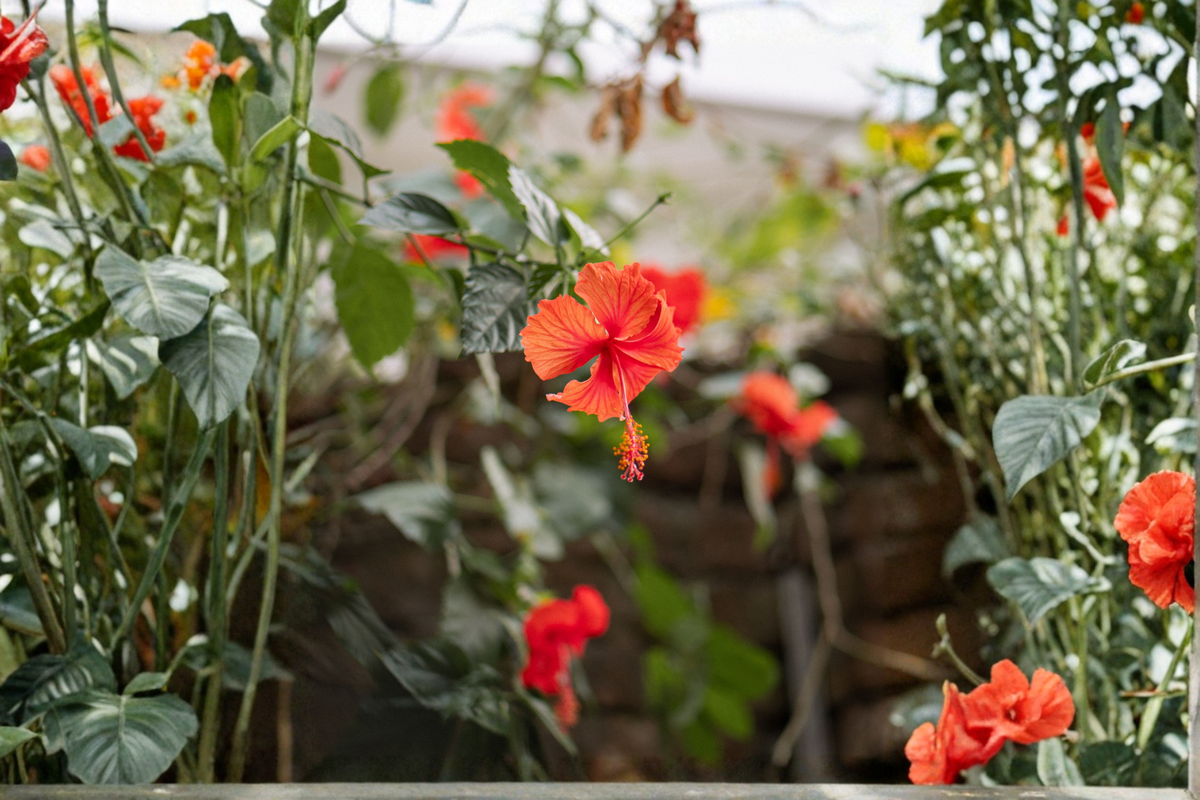 Madagascar Hibiscus Starter Plant – 3–5 Inch Rooted Perennial Flowering Plant – Hibiscus moscheutos for Gardens & Borders