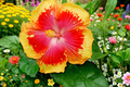 Madagascar Hibiscus Live Starter Plant – 3–5 Inch Rooted Ornamental Flowering Perennial – Hibiscus moscheutos for Garden Beds & Borders