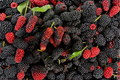 Dwarf Everbearing Mulberry Live Plant – 3–15 Inches Tall, Morus nigra, Compact Fruit Tree for Gardens & Containers