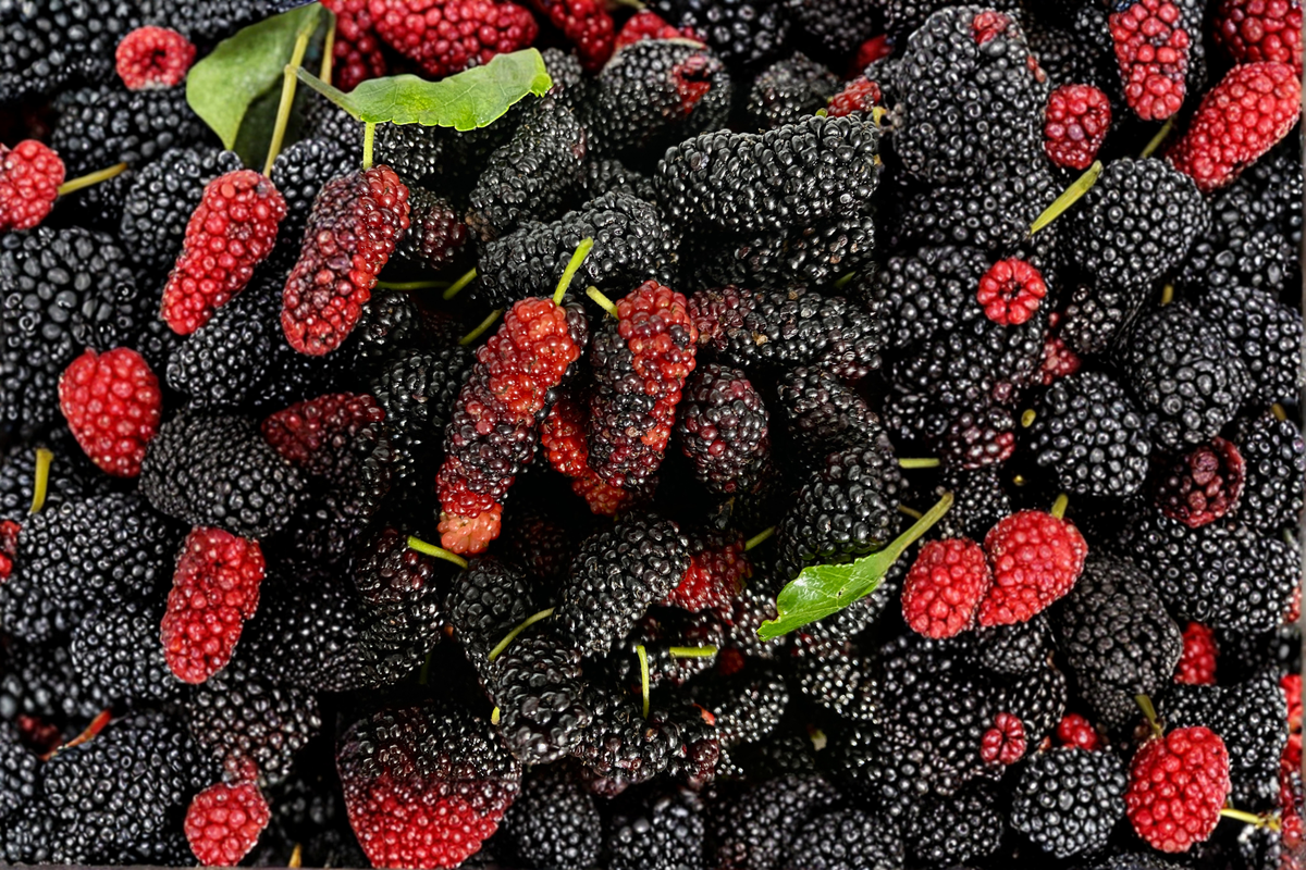 Dwarf Everbearing Mulberry Live Plant – 3–15 Inches Tall, Morus nigra, Compact Fruit Tree for Gardens & Containers