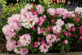 Yaku Princess Rhododendron Starter Plant – Live Bare Root Compact Evergreen Shrub – Rhododendron yakushimanum Hybrid