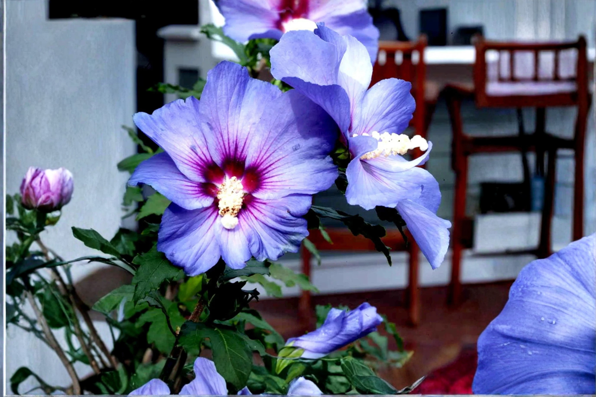 Madagascar Hibiscus Live Starter Plant – Hibiscus moscheutos – Ornamental Perennial for Gardens and Borders