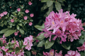 Live Catawba Boursault Rhododendron Starter Plant – Evergreen Flowering Shrub for Shade Gardens