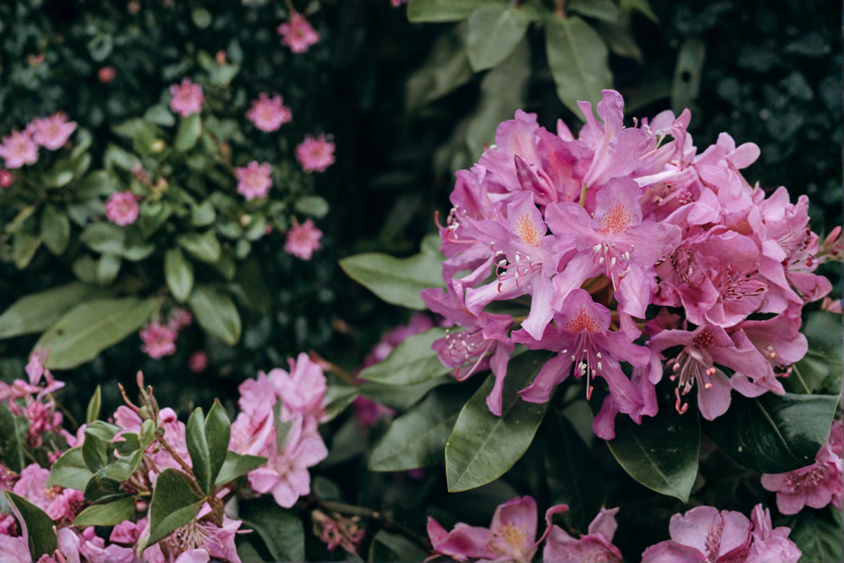 Live Catawba Boursault Rhododendron Starter Plant – Evergreen Flowering Shrub for Shade Gardens