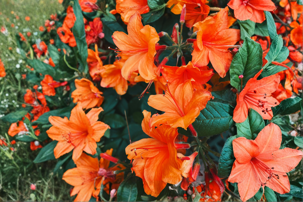 Mandarin Lights Orange Azalea Starter Plant – Deciduous Rhododendron for Landscaping and Gardens