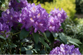 Blue Baron Rhododendron Starter Plant – Evergreen Flowering Shrub for Landscape & Shade Gardens