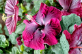 Madagascar Hibiscus Starter Live Plant – 3–5 Inch Rooted Perennial Hibiscus moscheutos for Garden, Landscape, Pollinator Gardens