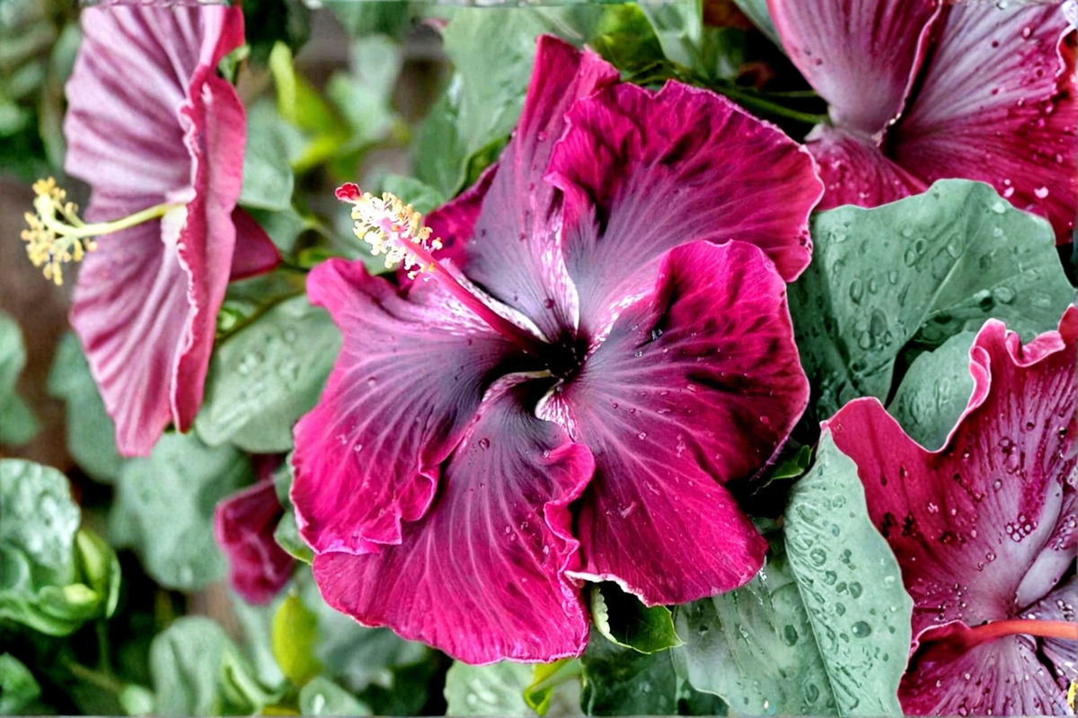 Madagascar Hibiscus Starter Live Plant – 3–5 Inch Rooted Perennial Hibiscus moscheutos for Garden, Landscape, Pollinator Gardens