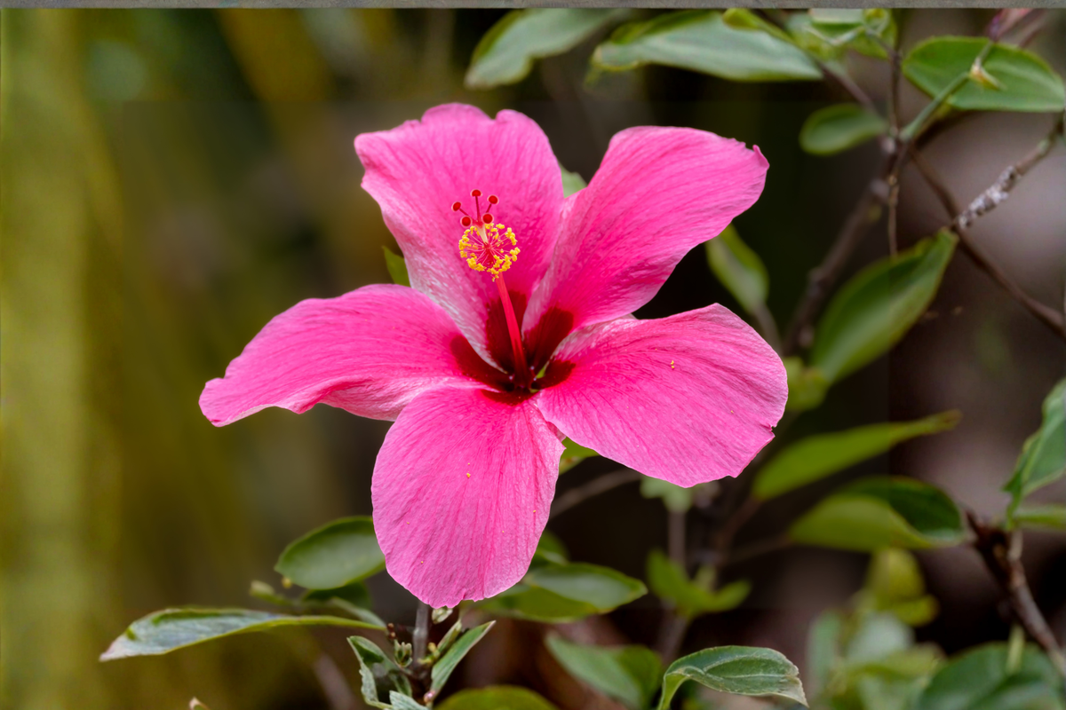 Madagascar Hibiscus Live Starter Plant 3–5 Inches Rooted Ornamental Perennial Hibiscus moscheutos