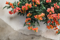 Tangerine Beauty Crossvine Rooted Starter Plant, Bignonia capreolata 'Tangerine Beauty', Climbing Ornamental Vine