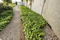Lot of 3 Live Super Hot Pepper Plants – Capsicum Species, Edible Vegetable Garden, Container & Raised Bed Plants