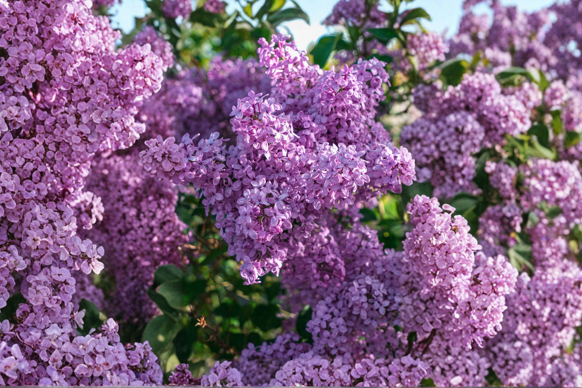 Dwarf Korean Lilac Live Plant in 3.5-Inch Pot – Syringa meyeri 'Palibin' with Purple Flowers, Compact Ornamental Shrub