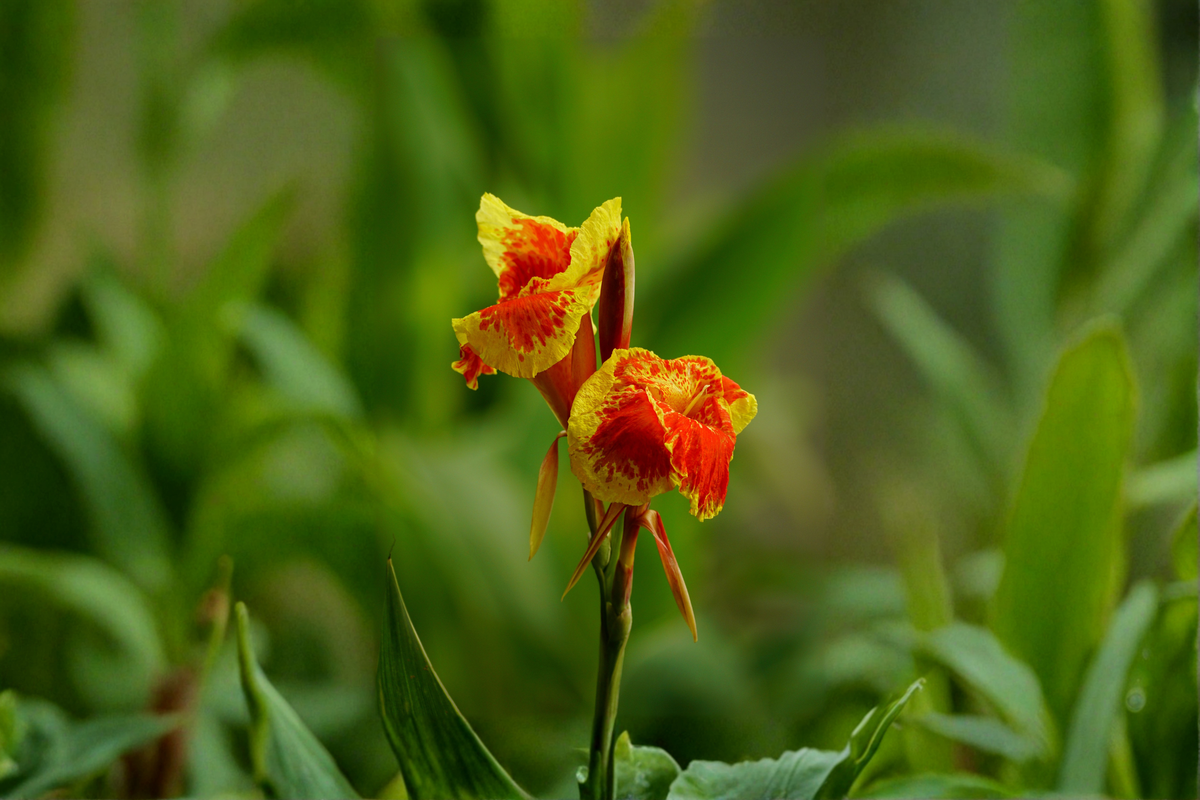 Red Gold Flame Canna Lily Live Starter Plant – Tropical Flowering Perennial with Vibrant Red and Gold Foliage, Ornamental Garden Plant