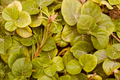 8 Creeping Jenny Live Plants – Perennial Groundcover Lysimachia nummularia for Borders, Containers, Hanging Baskets
