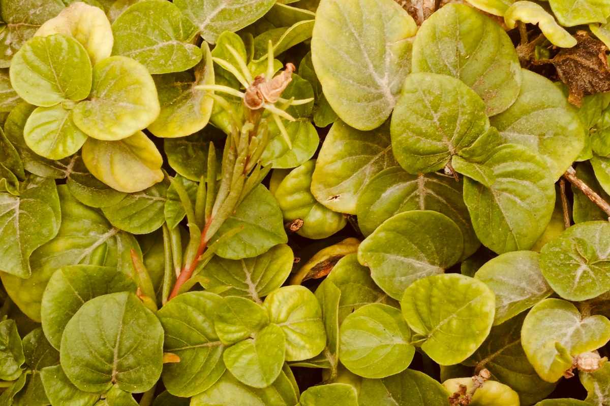 8 Creeping Jenny Live Plants – Perennial Groundcover Lysimachia nummularia for Borders, Containers, Hanging Baskets
