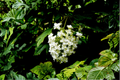 Pee Wee Dwarf Oakleaf Hydrangea Live Plant 1 Pint Grow Bag - Hydrangea quercifolia Compact Shrub for Gardens & Containers