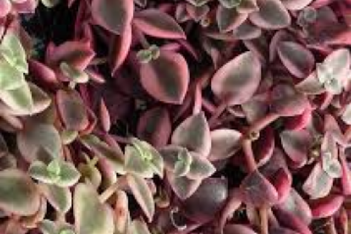 Calico Kitten Succulent Live Plant in 2-Inch Pot, Variegated Crassula pellucida, Trailing Indoor Plant, Hanging Basket, Easy Care