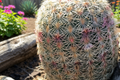 Arizona Rainbow Cactus Live Plant 4-Inch Pot | Echinocereus rigidissimus var. rubrispinus | Colorful Spines, Compact Desert Cactus