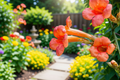 Flame Orange Trumpet Vine Live Plant in 4-Inch Pot – Campsis radicans Climbing Ornamental Flowering Vine