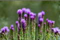Liatris Floristan Violet Live Plants – 4 Perennial Starter Plugs, Native Liatris spicata for Pollinator Gardens & Borders