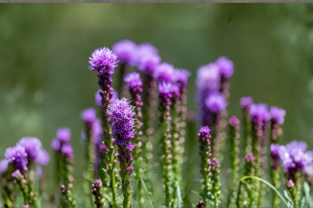 Liatris Floristan Violet Live Plants – 4 Perennial Starter Plugs, Native Liatris spicata for Pollinator Gardens & Borders