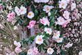 Shibori-Egao Camellia Japonica Live Starter Plant – Bicolor Blooms Evergreen Shrub for Shade Gardens and Containers