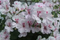White Pink Ivy Geranium Cuttings – Trailing Pelargonium peltatum for Hanging Baskets & Containers