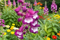 Foxglove Beardtongue Live Starter Plant – Penstemon digitalis Seedling Plug for Native Pollinator Gardens