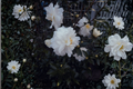 Miss Biloxi Camellia Live Starter Plant - Camellia japonica Evergreen Shrub for Shade & Landscape