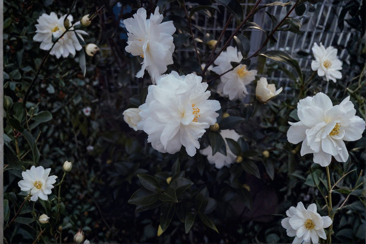 Miss Biloxi Camellia Live Starter Plant - Camellia japonica Evergreen Shrub for Shade & Landscape