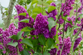 Purple Magic Dwarf Crape Myrtle Live Plant in Full Gallon Pot, Lagerstroemia indica, Compact Ornamental Shrub for Gardens and Containers