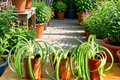Bonnie Curly Spider Plant Live Plant in 2-Inch Pot – Chlorophytum comosum 'Bonnie' Indoor Houseplant