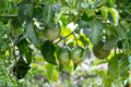 Purple Passion Fruit Live Plant – 12 Inch Passiflora edulis Climbing Vine in 4-Inch Pot for Garden & Container