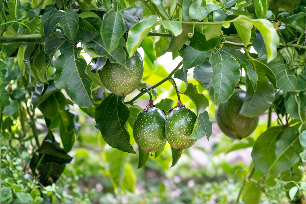 Purple Passion Fruit Live Plant – 12 Inch Passiflora edulis Climbing Vine in 4-Inch Pot for Garden & Container