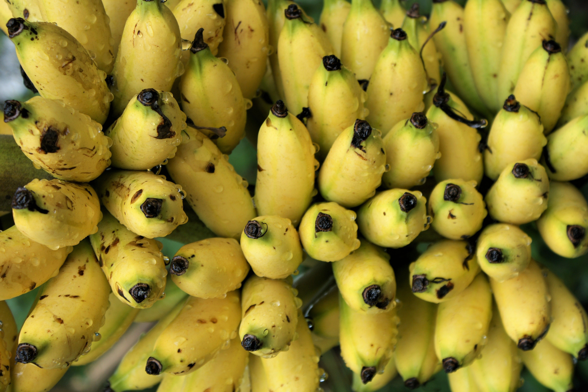 Chinese Dwarf Yellow Banana Live Starter Plant – Musella lasiocarpa, Ornamental Tropical Foliage, Golden Lotus Banana