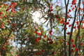 Goji Berry Plants & Cuttings – Lycium barbarum – Edible Fruit Shrub for Garden & Container Planting