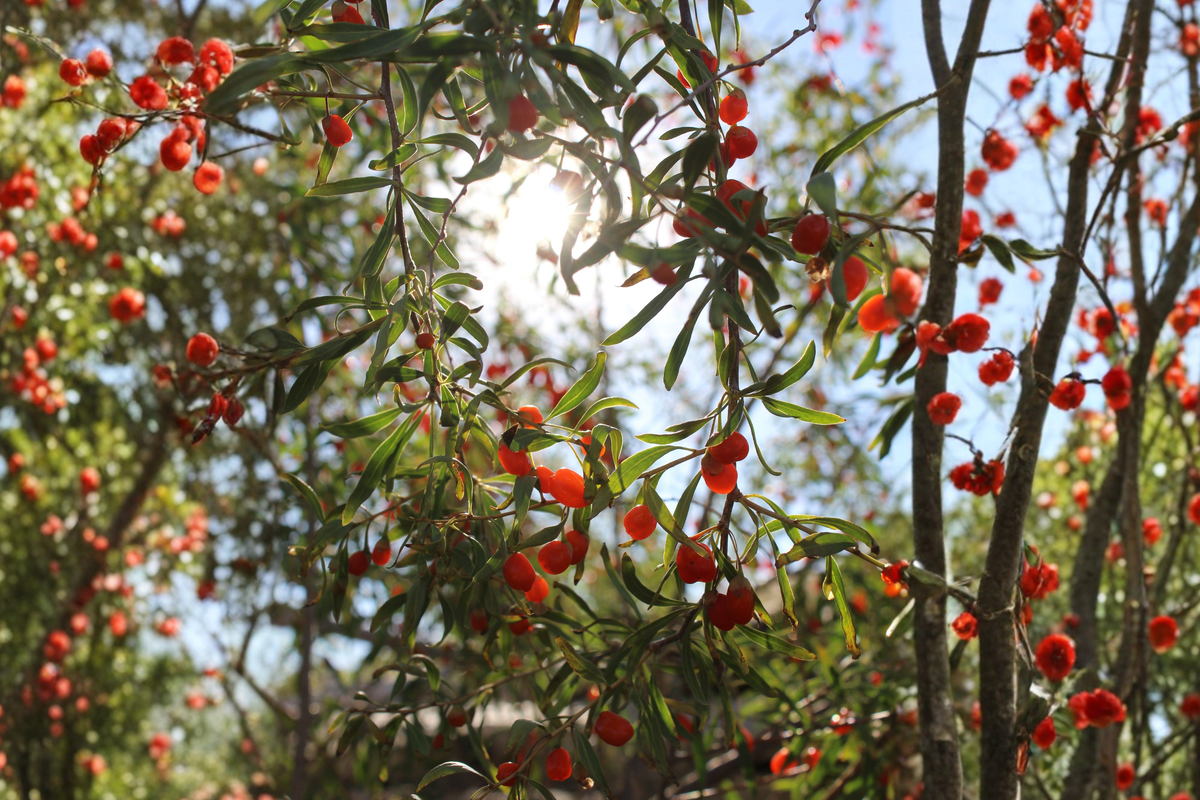 Goji Berry Plants & Cuttings – Lycium barbarum – Edible Fruit Shrub for Garden & Container Planting