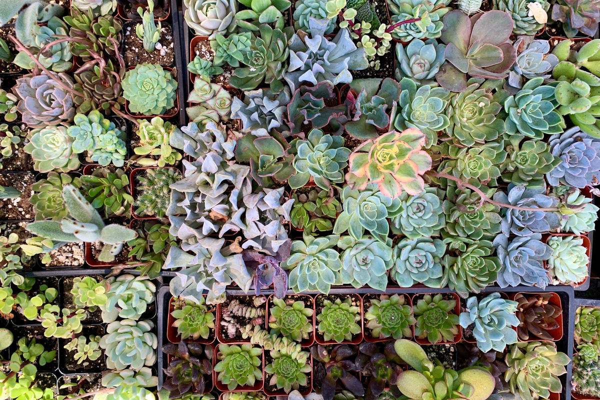 Assorted Succulent Cuttings – 10 Unrooted Clippings for Terrariums, Dish Gardens & Container Displays – Varied Colors & Textures