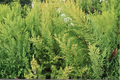 Lime Glow Spreading Juniper Starter Plant - Evergreen Groundcover Conifer - Juniperus horizontalis 'Lime Glow'