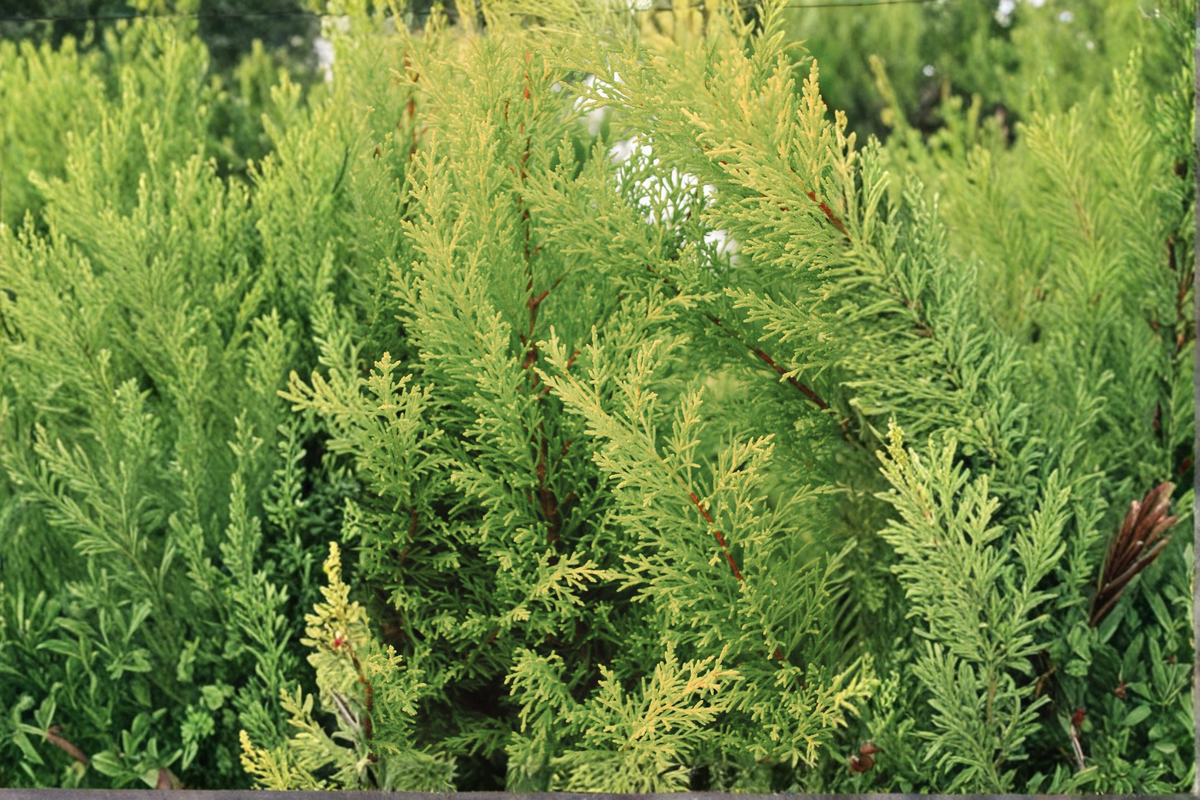 Lime Glow Spreading Juniper Starter Plant - Evergreen Groundcover Conifer - Juniperus horizontalis 'Lime Glow'