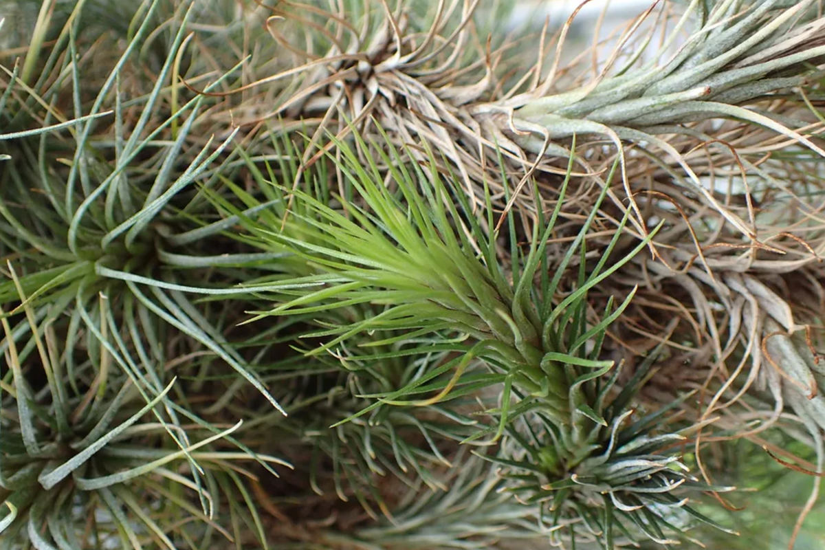 Queen of Air Plant Live Tillandsia 6–10 Inches Indoor Outdoor Epiphytic Air Plant for Terrariums & Decor