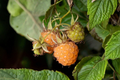Fall Gold Everbearing Raspberry Live Starter Plant – Rubus idaeus 'Fall Gold' – Golden-Yellow Fruit, Edible Landscape, Berry Plant